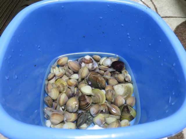 あさりの潮干狩り１